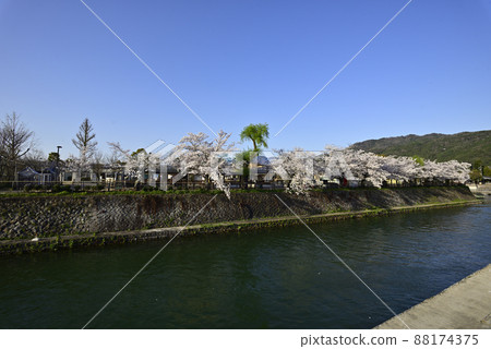 琵琶湖運河(岡崎運河)的一排櫻花樹 琵琶湖運河(岡崎運河)的一排櫻花樹 88174375