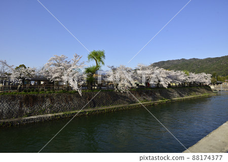 A row of cherry blossom trees in Lake Biwa Canal (Okazaki Canal) 88174377
