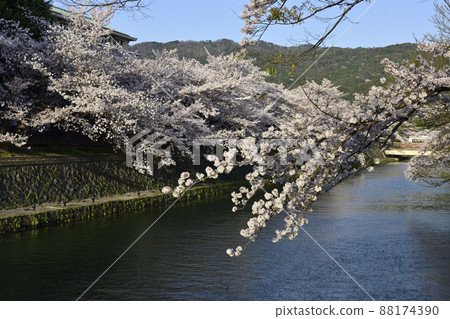 A row of cherry blossom trees in Lake Biwa Canal (Okazaki Canal) A row of cherry blossom trees in Lake Biwa Canal (Okazaki Canal) 88174390