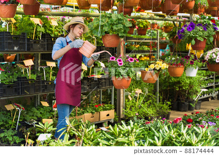 Woman gardener in hat and gloves works with flowers in the greenhouse. 88174444