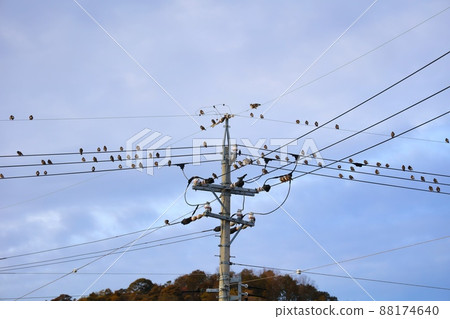 A large herd of starlings perched on electric wires and utility poles A large herd of starlings perched on electric wires and utility poles 88174640