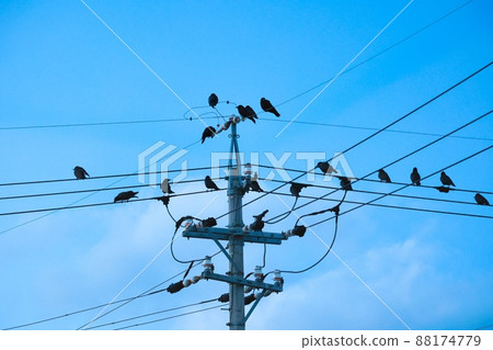 Many crows stopped on electric wires Image of bird damage 88174779