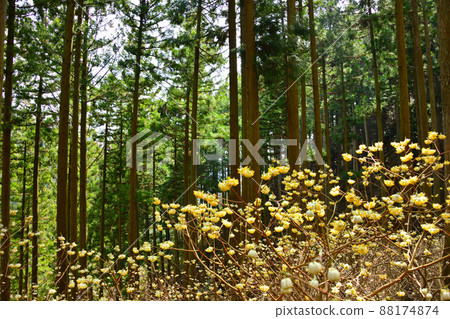 Mitsumata begins to bloom 88174874