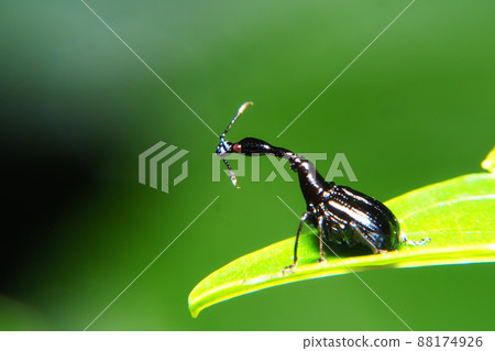 Ego-torukubi otsushibumi (male) Ego-torukubi otsushibumi (male) 88174926