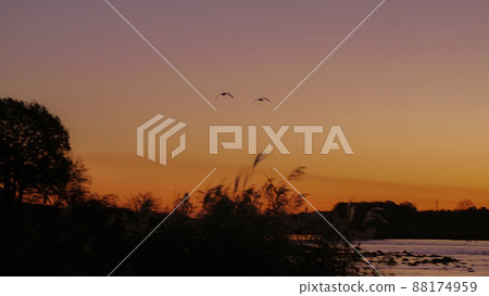 Flying swans in the morning glow 88174959
