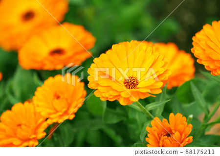 Calendula (pot marigold) Calendula (pot marigold) 88175211