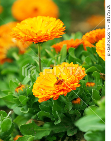 金盞花(金盞花) 金盞花(金盞花) 88175226