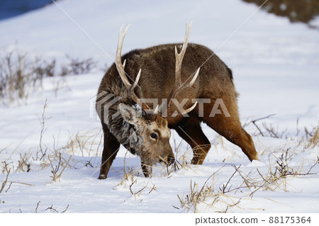 Ezoshika of the snowy field 88175364