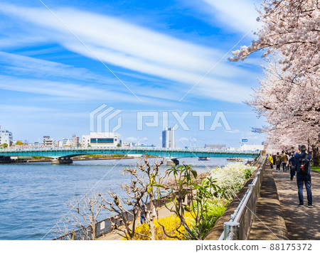 櫻花盛開的隅田川 88175372