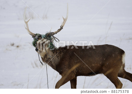 Ezoshika of the snowy field 88175378