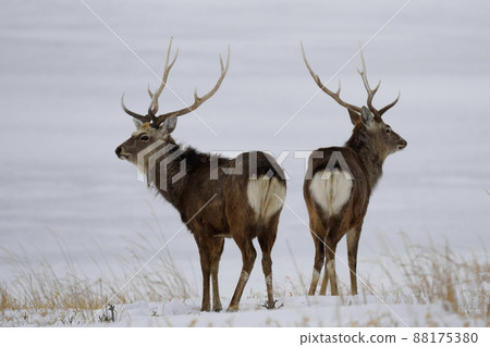 雪原的Ezoshika 88175380