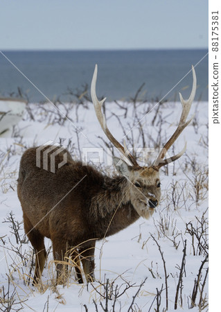 雪原的Ezoshika 88175381