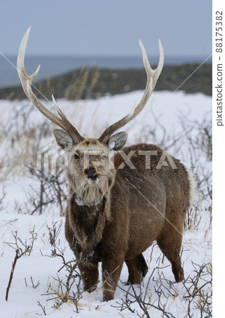 雪原的Ezoshika 88175382