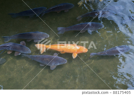 游泳鯉魚 88175405