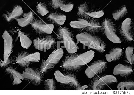 Bird's feather 88175622