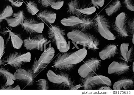 Bird's feather 88175625