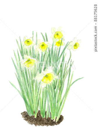 Narcissus flower with soil [Hand-painted watercolor] White background Transparent background 88175628