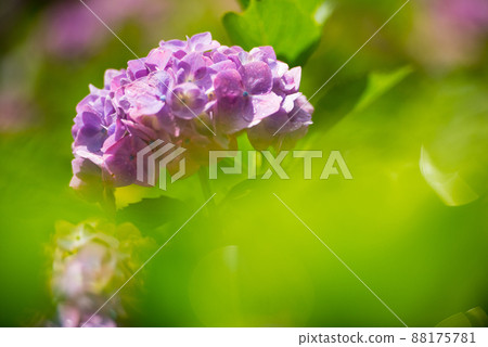 在六月的雨季盛開的花朵 繡球花 / 88175781