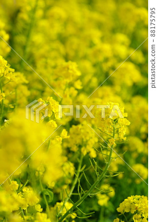 早春,新鮮的油菜花 早春,新鮮的油菜花 88175795