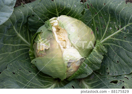 overripe burst cabbage heads, close-up, top view. 88175829