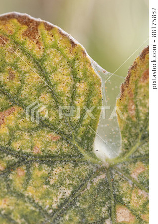 Tetranychus urticae, Tetranychidae pest of many plants on cucumber leaves Tetranychus urticae, Tetranychidae pest of many plants on cucumber leaves 88175832
