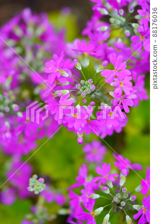 Warm spring flowers, primroses 88176036