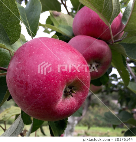 Sweet fruit apple growing on tree with leaves green 88176144