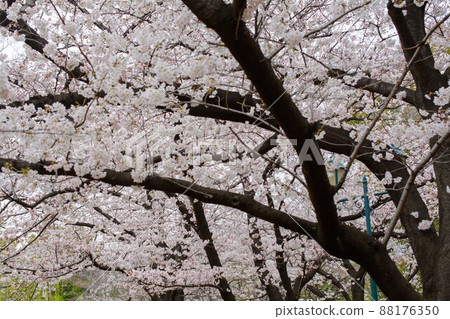 Cherry Blossoms Cherry Blossoms 88176350