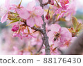 奈良縣飛鳥村，早開的櫻花和蜜蜂② 88176430