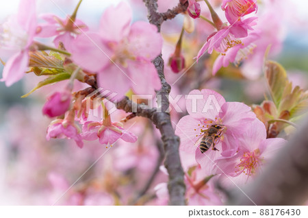 奈良縣飛鳥村，早開的櫻花和蜜蜂② 88176430
