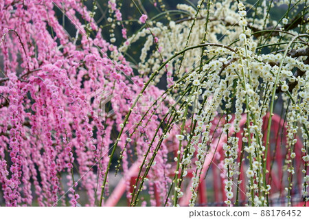 Weeping plum dance Weeping plum dance 88176452