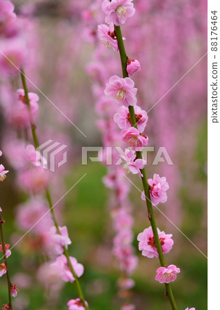 Weeping plum dance 88176464