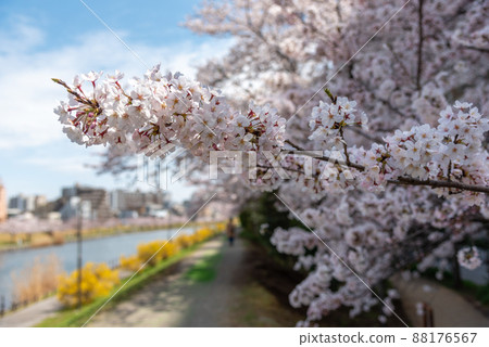 染上春天色彩的久中川水部公園盛開的櫻花 染上春天色彩的久中川水部公園盛開的櫻花 88176567