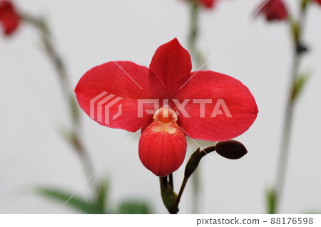 Phragmipedium 88176598