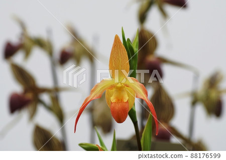 Phragmipedium Phragmipedium 88176599