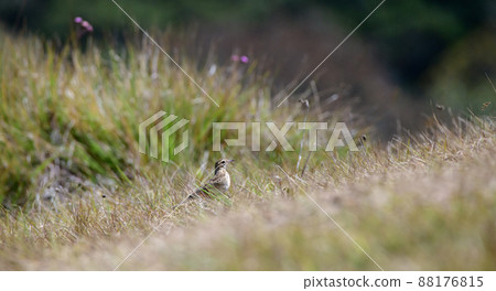 Paddyfield Pipit spotted in Horton plains, walking swiftly through the grasses. Paddyfield Pipit spotted in Horton plains, walking swiftly through the grasses. 88176815