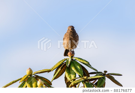 Pied bushchat female sitting on top of azalea leaves on horton plains. Pied bushchat female sitting on top of azalea leaves on horton plains. 88176877