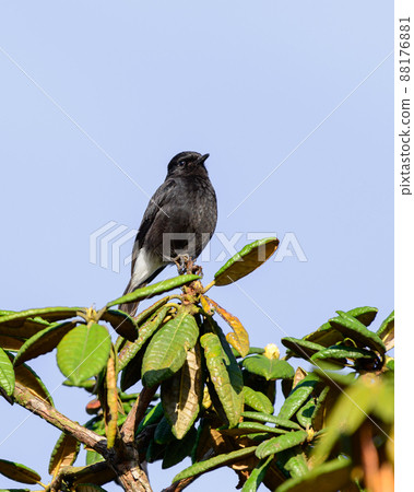 Pied bushchat male bird perched on top of azalea tree in Horton plains close-up shot. Pied bushchat male bird perched on top of azalea tree in Horton plains close-up shot. 88176881