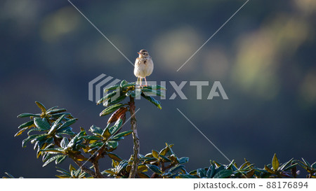 Paddyfield pipid bird front view, sitting on top of an azalea tree. Paddyfield pipid bird front view, sitting on top of an azalea tree. 88176894