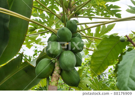 照片、植物、寒冷地區種植的溫室木瓜、各種實用價值的木瓜 照片、植物、寒冷地區種植的溫室木瓜、各種實用價值的木瓜 88176909