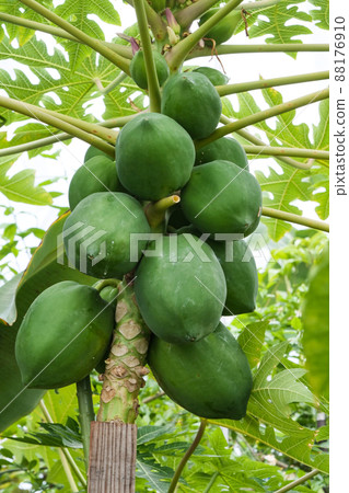 照片、植物、寒冷地區種植的溫室木瓜、各種實用價值的木瓜 88176910