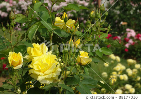 Up yellow rose flowers and buds / [Ina Town System Enforcement Memorial Park] Saitama Prefecture 88177010