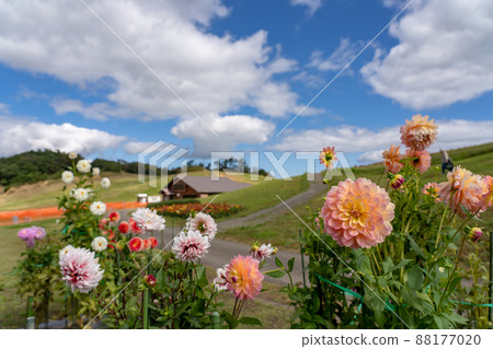 Takashima City, Shiga Prefecture Autumn Biwako Colorful dahlia spreading on the summit of Mt. Hakodate Takashima City, Shiga Prefecture Autumn Biwako Colorful dahlia spreading on the summit of Mt. Hakodate 88177020