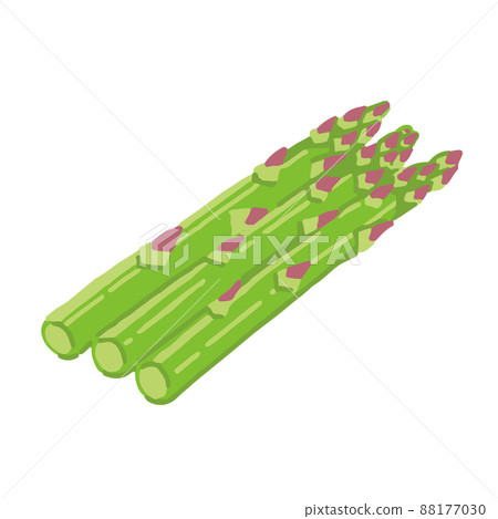 蘆筍的手繪插圖 88177030