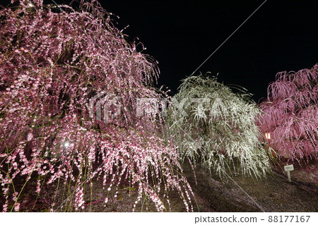 三重縣鈴鹿市山本町赤塚植物園的鈴鹿森林花園夜間盛開的垂枝梅燈火通明 88177167