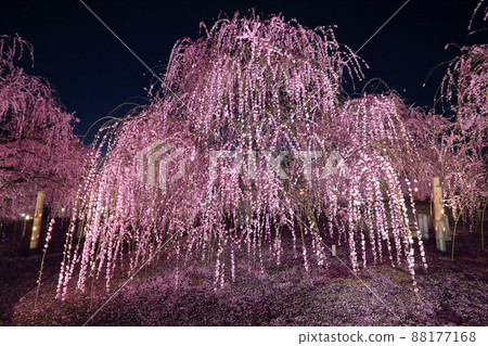三重縣鈴鹿市山本町赤塚植物園的鈴鹿森林花園夜間盛開的垂枝梅燈火通明 88177168
