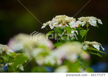 Flowers that bloom in time with the rainy season in June Hydrangea / Flowers that bloom in time with the rainy season in June Hydrangea / 88177377