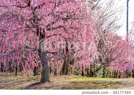 Tsu City, Mie Prefecture, Kazahaya no Sato in early spring when red and white plum blossoms bloom 88177389