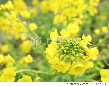 Rape blossoms 88177391