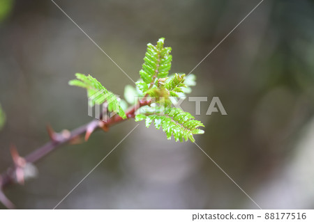 Young leaves of Japanese pepper 88177516